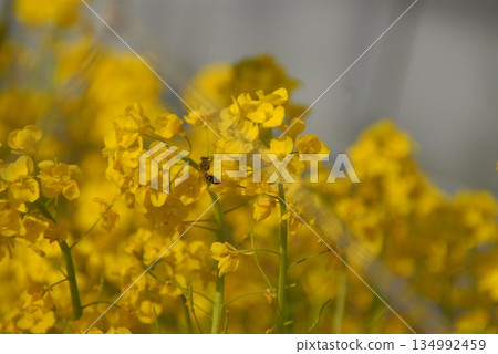 A scene of bees visiting rape blossoms A scene of bees visiting rape blossoms 134992459
