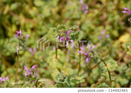 A spring field where henbits bloom 134992465