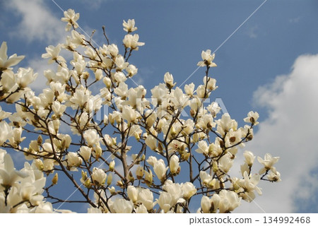 White magnolia flower shining in the blue sky 134992468