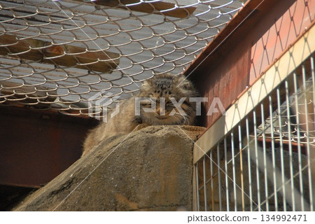 Profile of a Pallas's cat gazing out from inside a cage 134992471