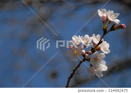 Early-blooming cherry blossoms blooming against the blue sky Early-blooming cherry blossoms blooming against the blue sky 134992475
