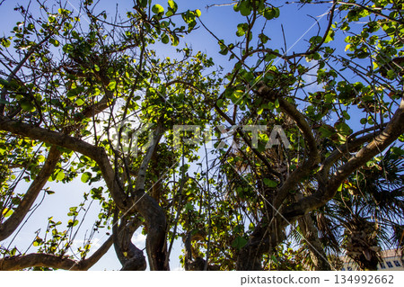 Humiston Beach Park, Vero Beach, Florida 134992662