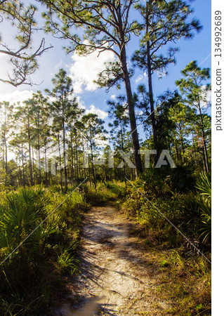 Sunny Afternoon at Oxbow Eco-center, Fort Pierce, Florida 134992689