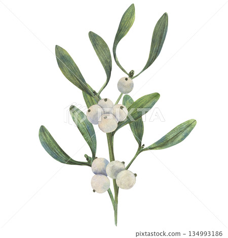 Hand drawn Christmas vibe mistletoe illustration shows green leaves and white berries in watercolor style with natural palette for cards decor packaging textile print art element use winter seasonal 134993186