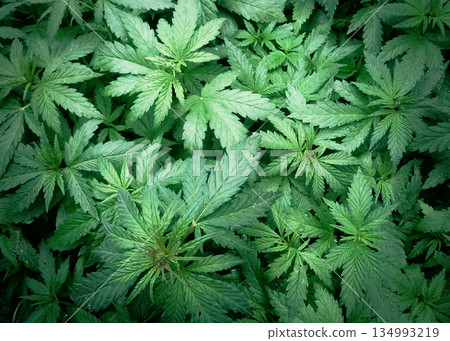 Green Marijuana Plants Growing In Nature Top Point Of View  134993219