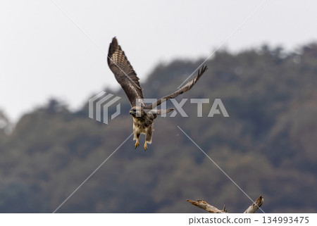 A buzzard flying with the mountains behind it A buzzard flying with the mountains behind it 134993475