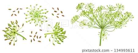 Dill herb or Anethum graveolens flower isolated on white background Dill herb or Anethum graveolens flower isolated on white background 134993611