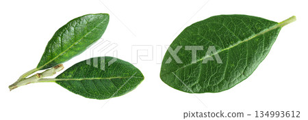 Leaves of Feijoa sellowiana, feijoa, pineapple guava and guavasteen isolated on white background Leaves of Feijoa sellowiana, feijoa, pineapple guava and guavasteen isolated on white background 134993612