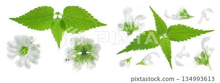 nettle flower isolated on white background. Top view. Flat lay nettle flower isolated on white background. Top view. Flat lay 134993613