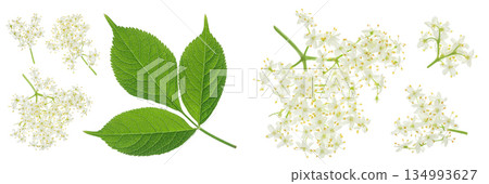 Elderberry flower or Sambucus nigra isolated on a white background. Elderberry flower or Sambucus nigra isolated on a white background. 134993627