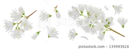 deutzia flowers isolated on a white background deutzia flowers isolated on a white background 134993628