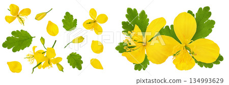 Celandine flower isolated on white background. Top view. Flat lay Celandine flower isolated on white background. Top view. Flat lay 134993629