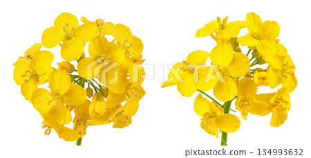 Rapeseed flowers isolated on white background, Top view. Flat lay 134993632