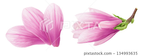 Pink magnolia flower petal isolated on white background with full depth of field. Top view. Flat lay Pink magnolia flower petal isolated on white background with full depth of field. Top view. Flat lay 134993635