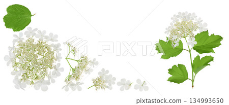 Viburnum flower isolated on a white background. Top view with copy space for your text. Flat lay. 134993650