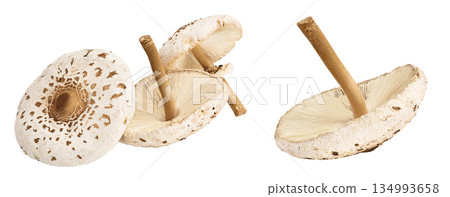 Parasol mushroom or Macrolepiota procera isolated on white background Parasol mushroom or Macrolepiota procera isolated on white background 134993658