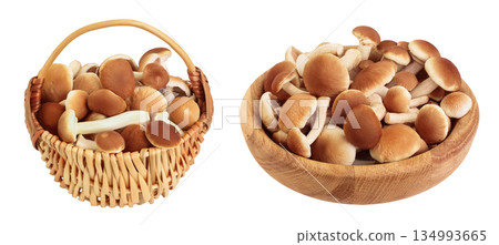 honey fungus mushrooms in a wicker basket isolated on white background with full depth of field honey fungus mushrooms in a wicker basket isolated on white background with full depth of field 134993665