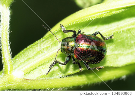 Red leaf beetle 134993903