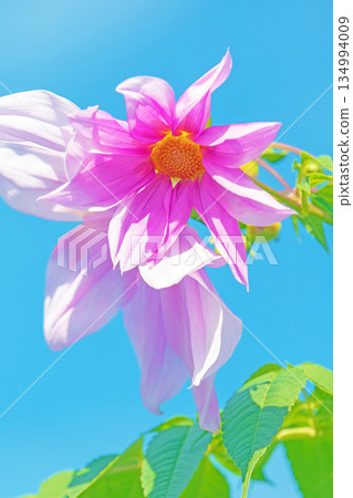 Flowers around the house: Various seasonal plants. A beautiful pink Emperor Dahlia that stands out against the blue sky of early winter. Flowers around the house: Various seasonal plants. A beautiful pink Emperor Dahlia that stands out against the blue sky of early winter. 134994009
