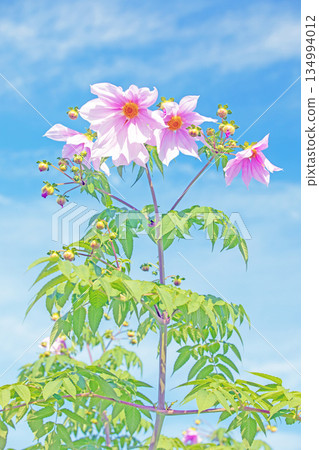 Flowers around the house: Various seasonal plants. A beautiful pink Emperor Dahlia that stands out against the blue sky of early winter. 134994012