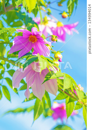 Flowers around the house: Various seasonal plants. A beautiful pink Emperor Dahlia that stands out against the blue sky of early winter. 134994014