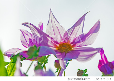 Flowers around the house: Various seasonal plants. A beautiful pink Emperor Dahlia that stands out against the blue sky of early winter. 134994023