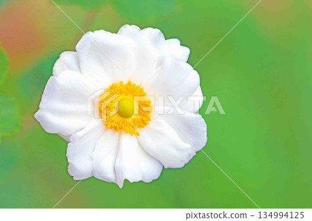 Flowers around the house, various seasons, early autumn weather, large, beautifully sparkling petals, white psyllium flowers 134994125