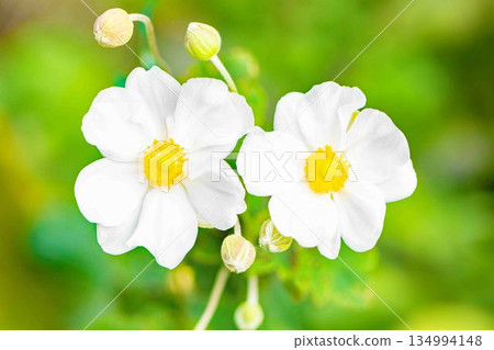 Flowers around the house, various seasons, early autumn weather, large, beautifully sparkling petals, white psyllium flowers Flowers around the house, various seasons, early autumn weather, large, beautifully sparkling petals, white psyllium flowers 134994148