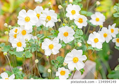 Flowers around the house, various seasons, early autumn weather, large, beautifully sparkling petals, white psyllium flowers Flowers around the house, various seasons, early autumn weather, large, beautifully sparkling petals, white psyllium flowers 134994149