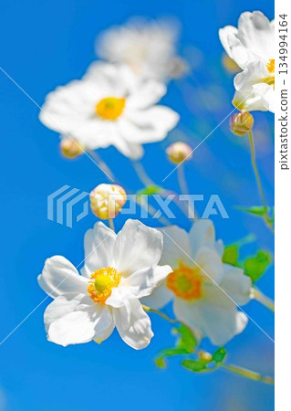 Flowers around the house, various seasons, early autumn weather, large, beautifully sparkling petals, white psyllium flowers Flowers around the house, various seasons, early autumn weather, large, beautifully sparkling petals, white psyllium flowers 134994164