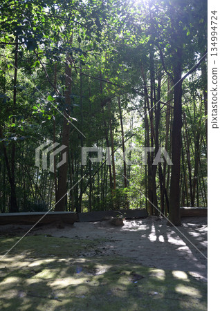 長土神社內部的氛圍 134994724