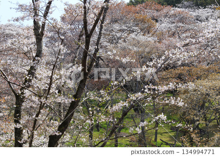 櫻川的小櫻 134994771