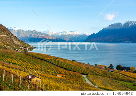 瑞士沃州拉沃的梯田葡萄園秋日落日景色 134994948