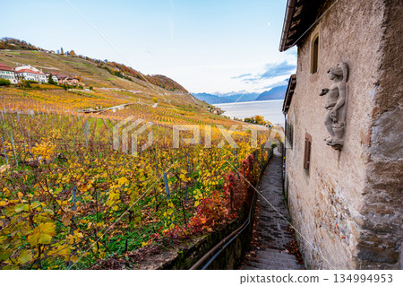 Stone buildings and vineyards on the Route des Grands Crus in Lavaux, Lavaux, canton of Vaud, Switzerland Stone buildings and vineyards on the Route des Grands Crus in Lavaux, Lavaux, canton of Vaud, Switzerland 134994953