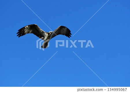 A summer osprey spreading its wings overhead A summer osprey spreading its wings overhead 134995067