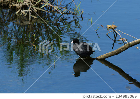 A coot standing on a driftwood branch in summer 134995069
