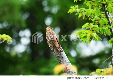 Red cuckoo in the spring forest Red cuckoo in the spring forest 134995080