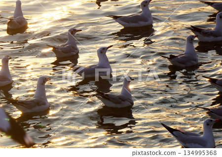 seagull seagull 134995368