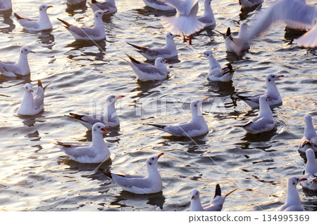 seagull seagull 134995369