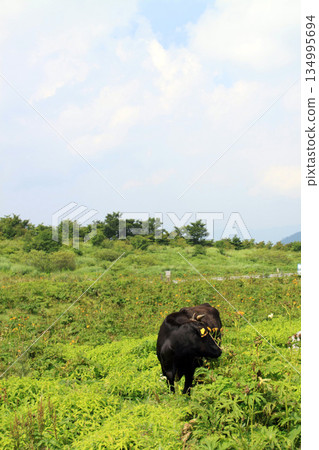 Shikoku karst 134995694