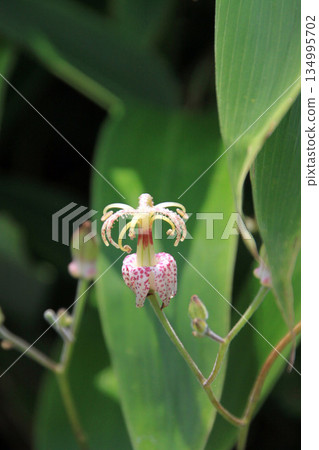Shikoku karst Shikoku karst 134995702