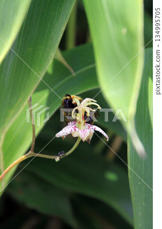 Shikoku karst 134995705