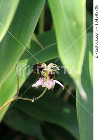 四國喀斯特 134995706