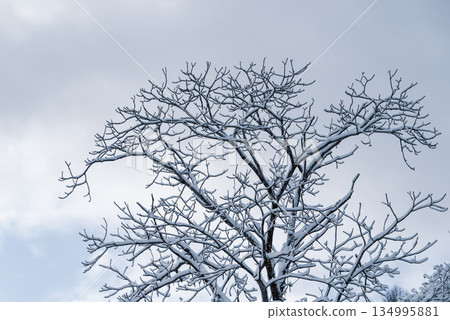 Snow-covered trees and sky f-2 cool color Snow-covered trees and sky f-2 cool color 134995881