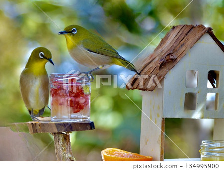 A winter garden. A Japanese white-eye eating at a bird feeder. A winter garden. A Japanese white-eye eating at a bird feeder. 134995900