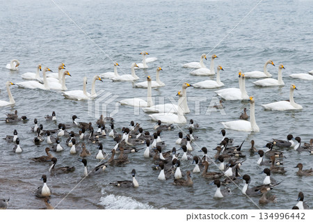 Duck and swan Duck and swan 134996442