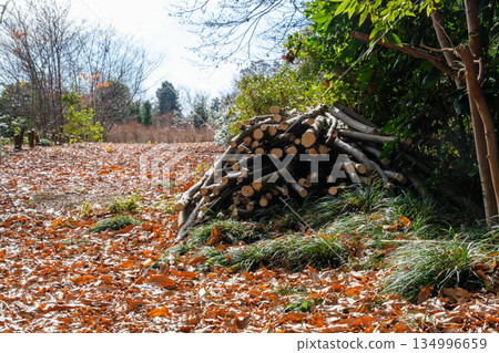 Forest fallen leaves 134996659