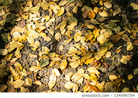 Scenery that feels autumn 134996704