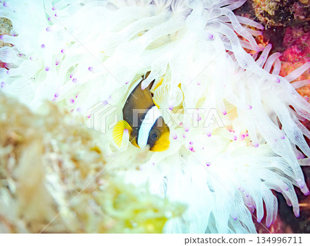 可愛的小丑魚幼魚。珊瑚海葵。靜岡縣伊豆半島中木市南伊豆町平枝濱 - 2025 134996711