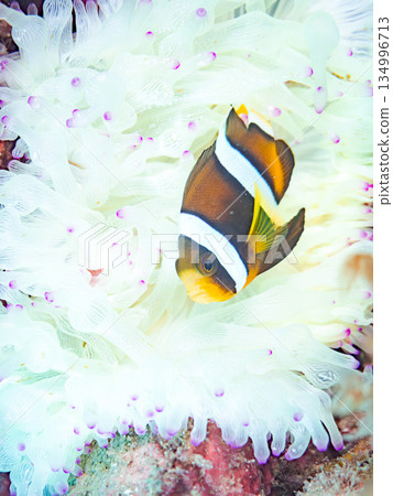 可愛的小丑魚幼魚。珊瑚海葵。靜岡縣伊豆半島中木市南伊豆町平枝濱 - 2025 134996713